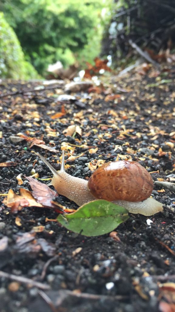Wallpaper Weekends: A Snail's Life for iPhone and Apple Watch