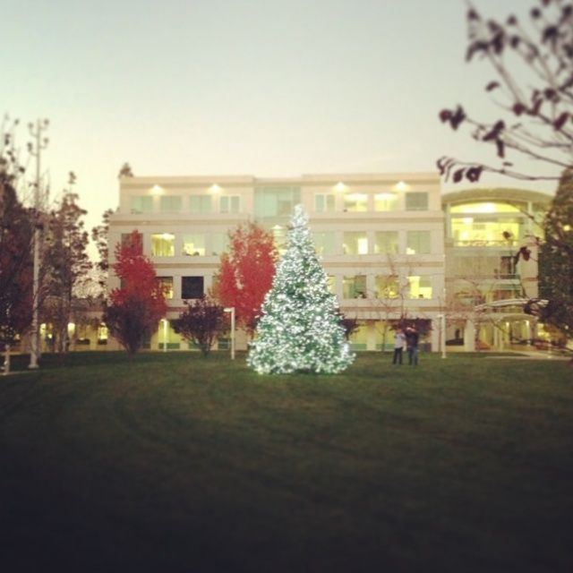 Apple Puts Up Giant Christmas Tree At Cupertino HQ