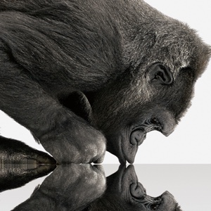 Gorilla Glass 5 Debuts – Features Improved Breakage Protection