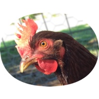 Chicken Feed? No, its Chicken GIFs – The Fun, Animated Stickers for iMessage