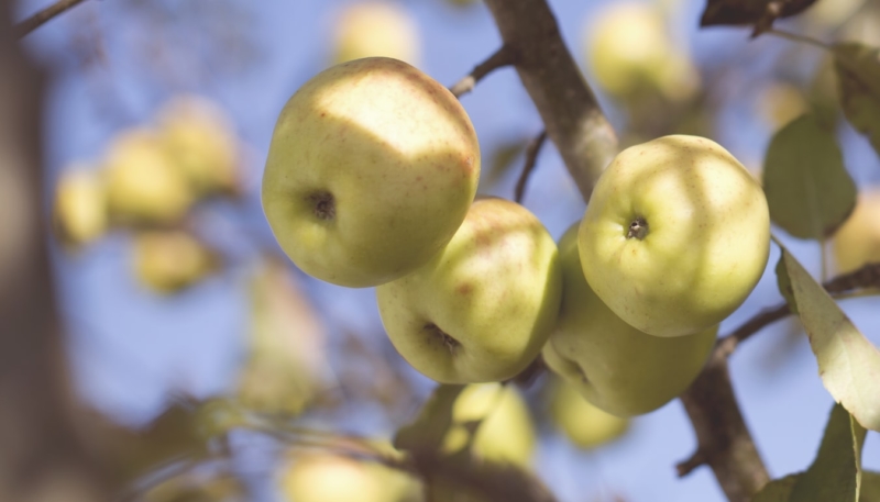 Jony Ive Donates $130,000 for School Orchards in United Kingdom