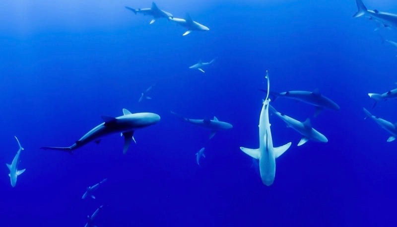 Wallpaper Weekends: Under The Sea Wallpapers for iPhone and iPad