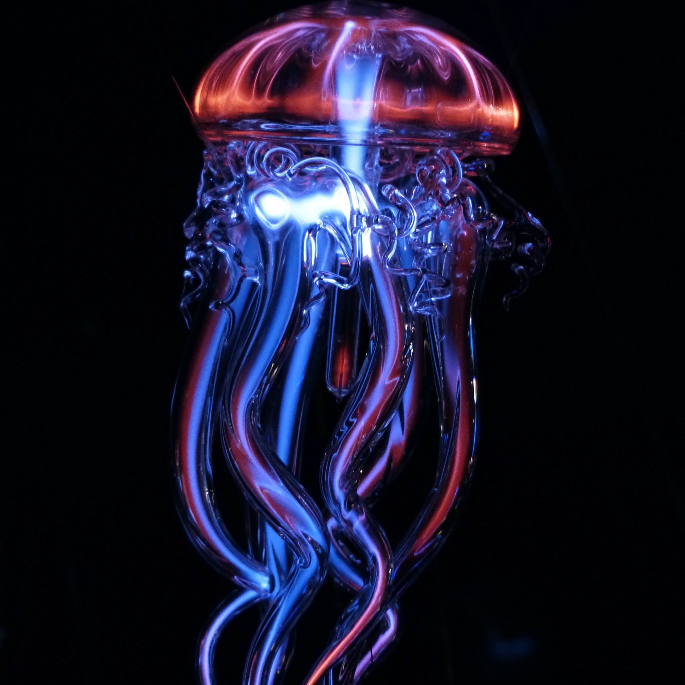Wallpaper Weekends: Jellyfish iPhone and iPad Wallpapers