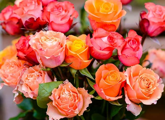 Mactrast Deals: Mother’s Day Special: Get 24 Farmer’s Color Choice Long-Stem Roses for $44.99 Shipped!